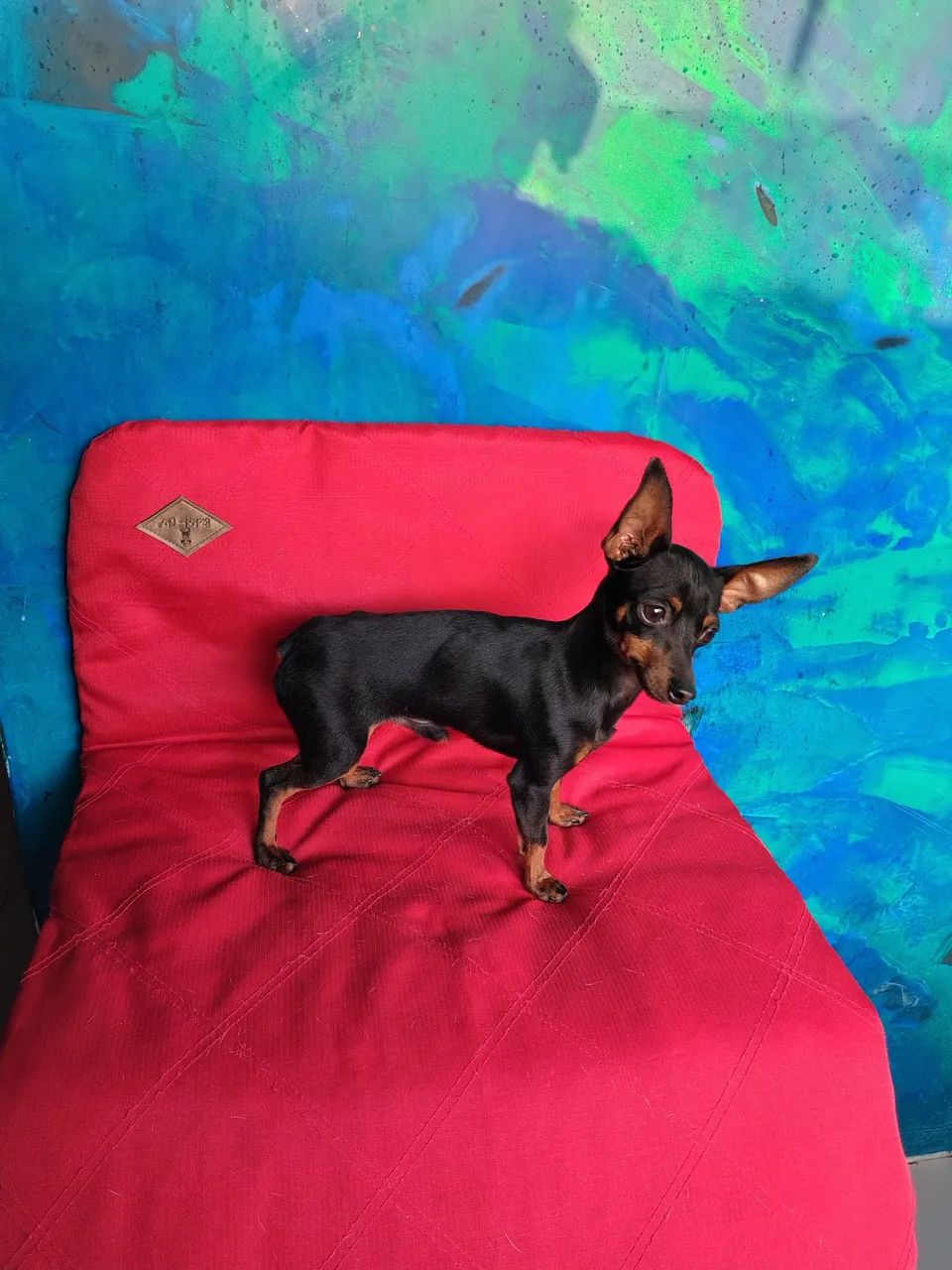 Macho De Pinscher - Foto 2
