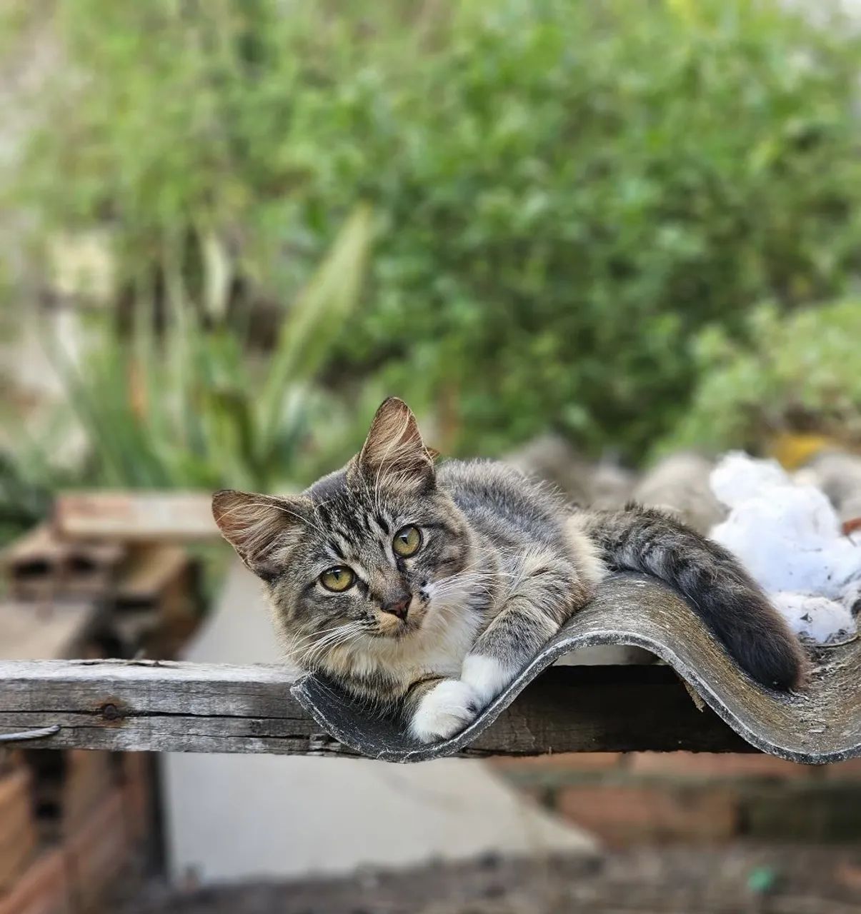 Doação de Gatinha - Foto 4