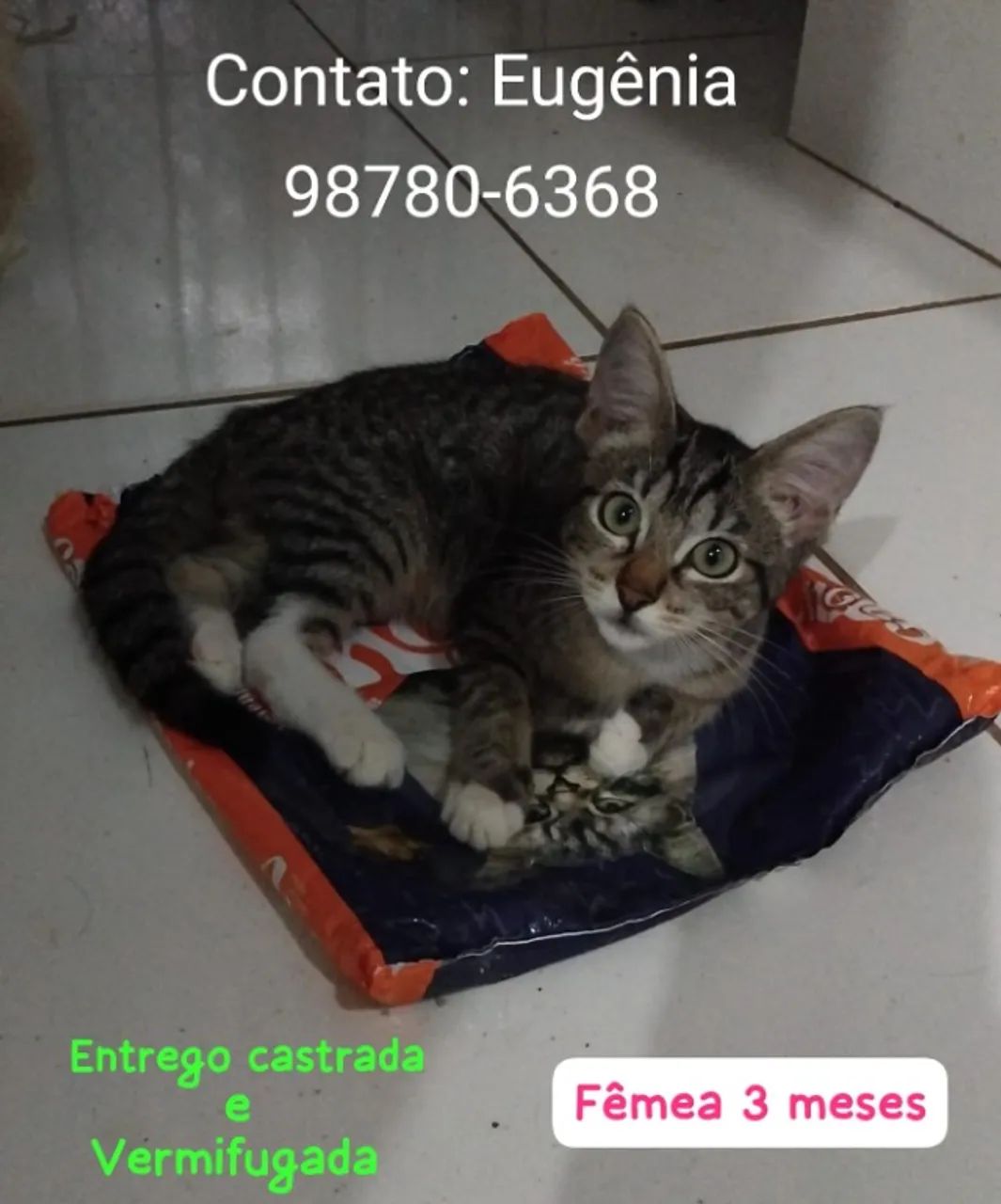 Adote um gatinho  - Foto 5