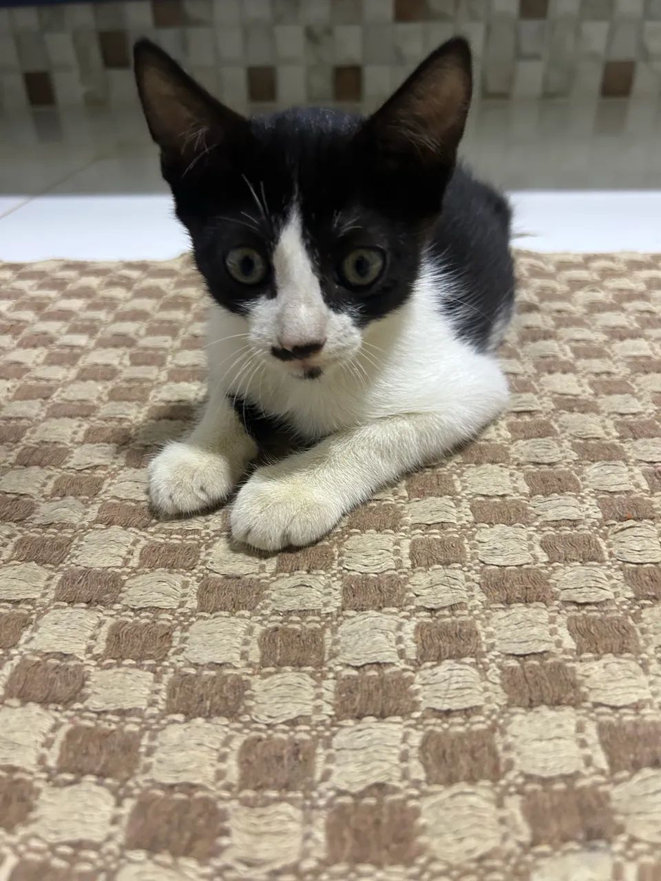 Gatinha  - Foto 4
