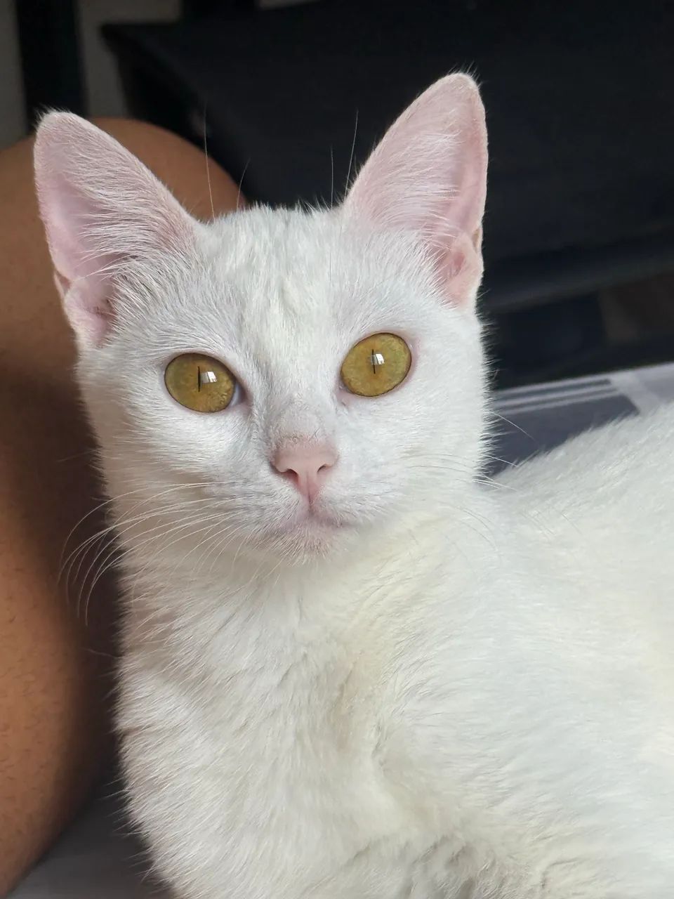 Gatas para adoção  - Foto 4