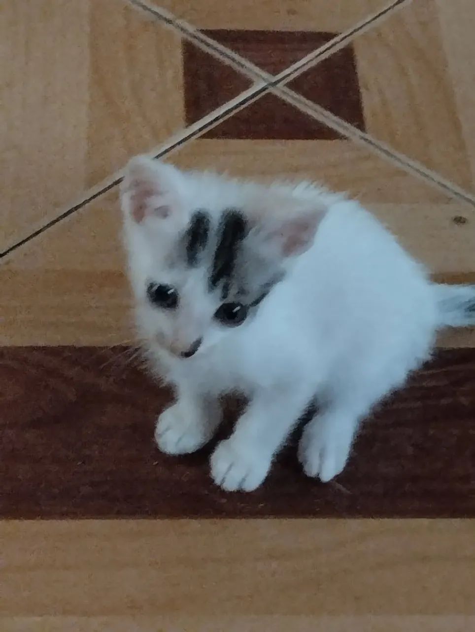 Doa-se Gatinho Branco  - Foto 2