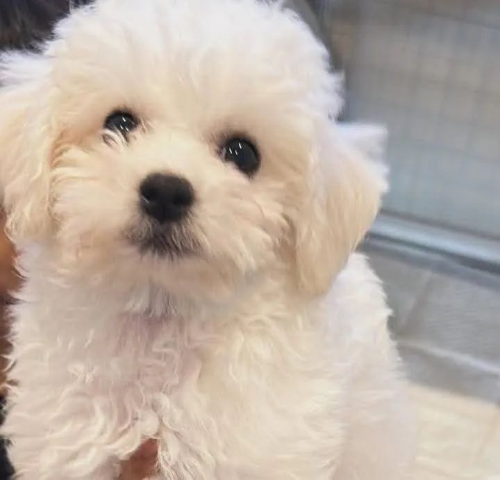 Poodle macho com duas vacinas importadas 