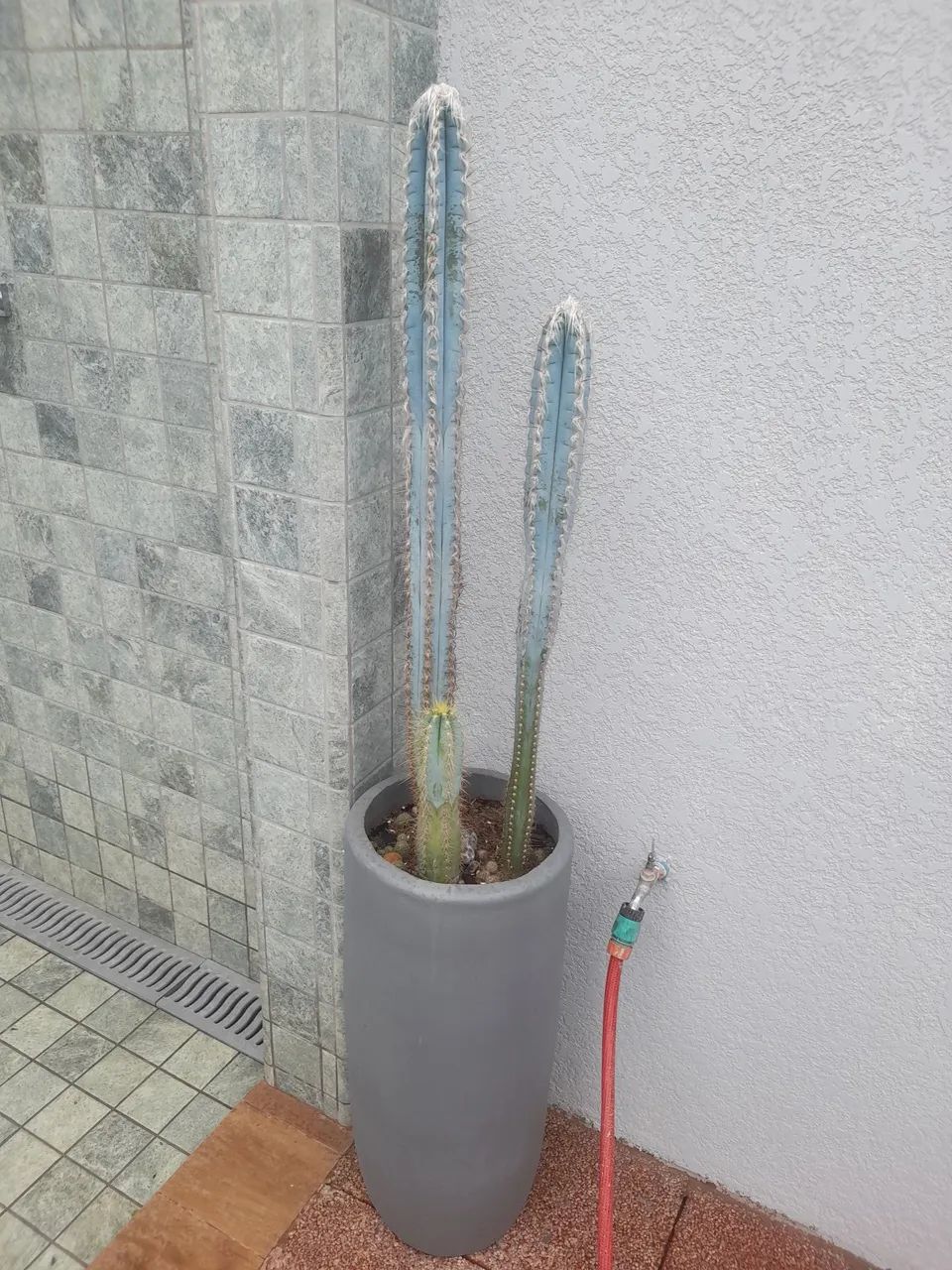 Cactos Azul - Foto 4