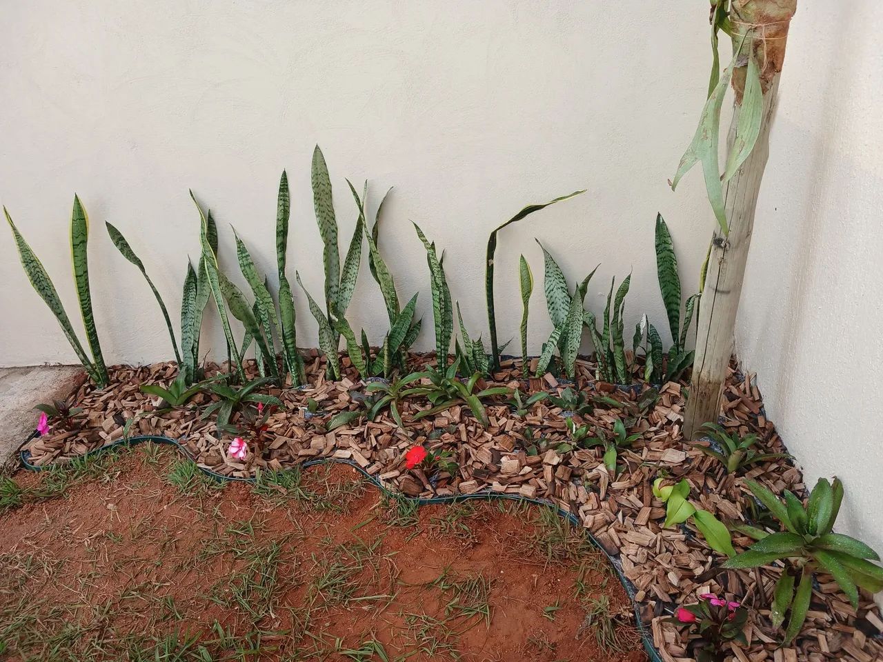 Jardineiro serviço diária e empreita.  - Foto 2