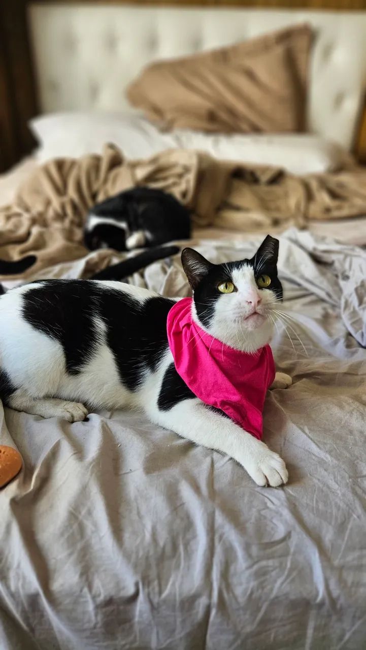 Gatinhos para adoção 