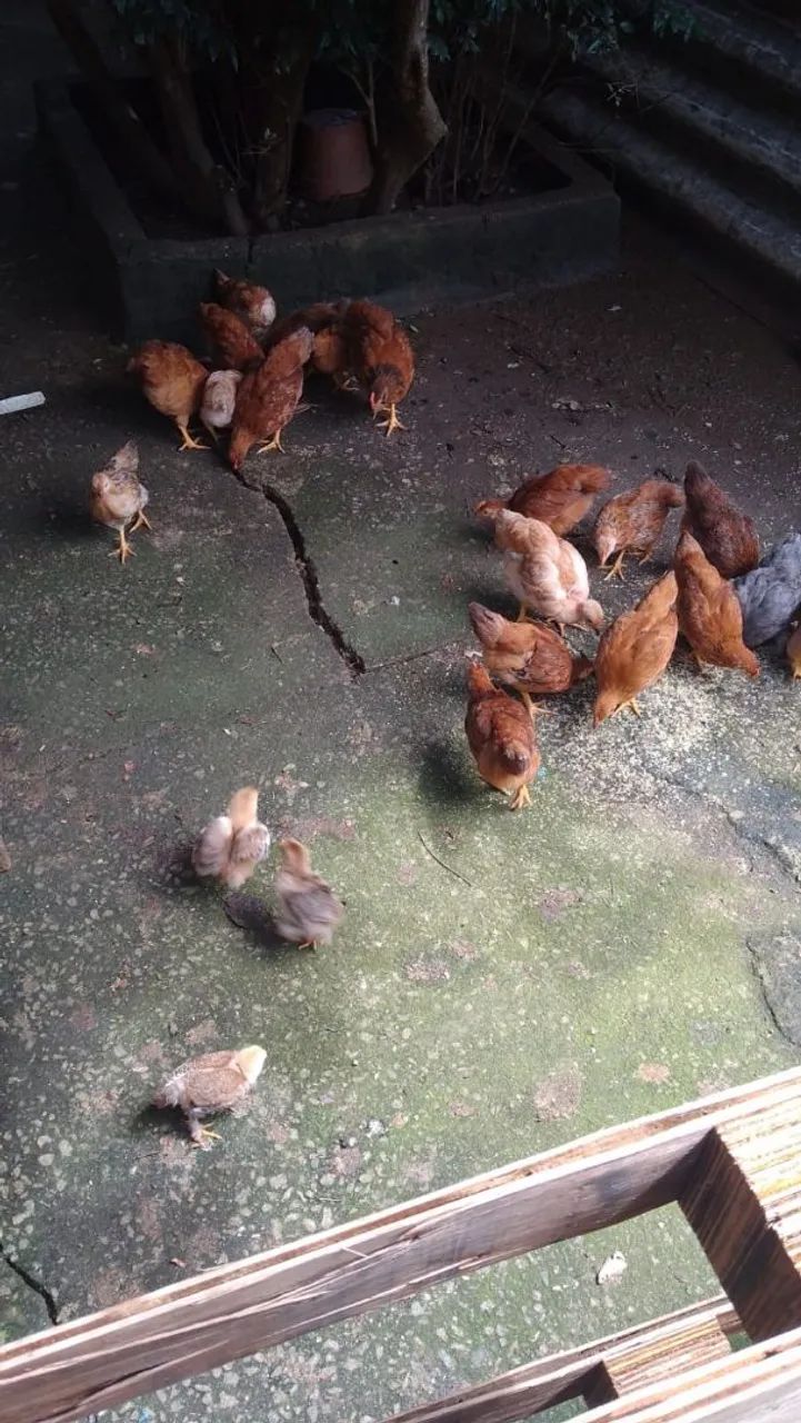 Galinhas a venda tenho vários raças rodhia ,Brahma,Nova gem,polaca e também tenho patos  - Foto 2