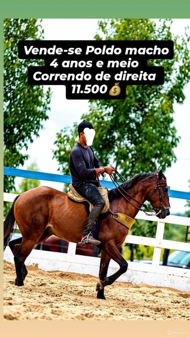 Cavalo