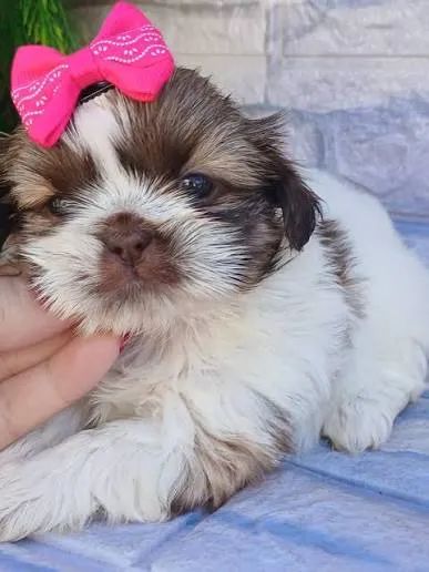 Shihtzu filhotes