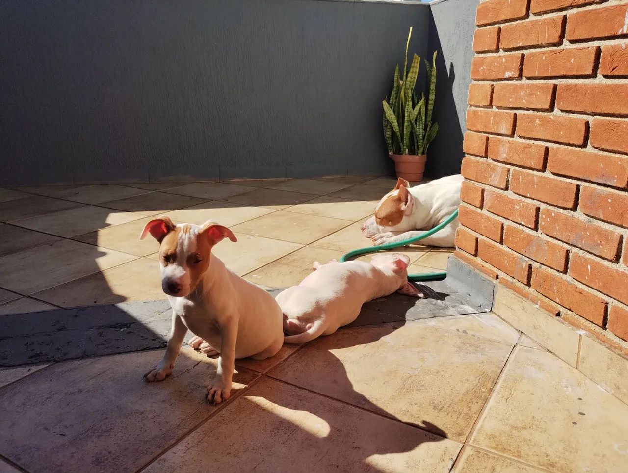 filhotes pit bull - Foto 2