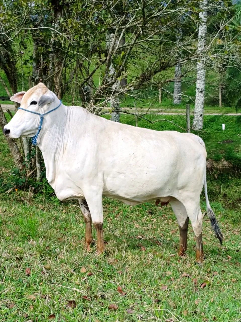Vaca é terneira  - Foto 2
