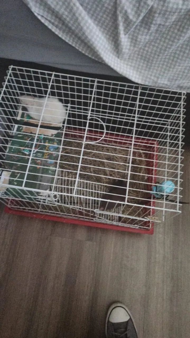 Doação ratos twister + gaiola  - Foto 3