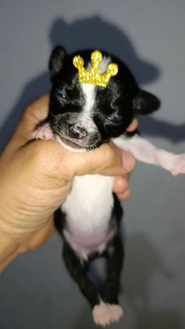 Chihuahua bibelô  - Foto 4