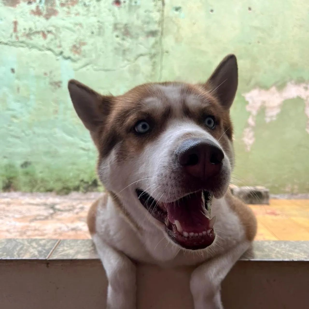 Doa-se cachorro  - Foto 2