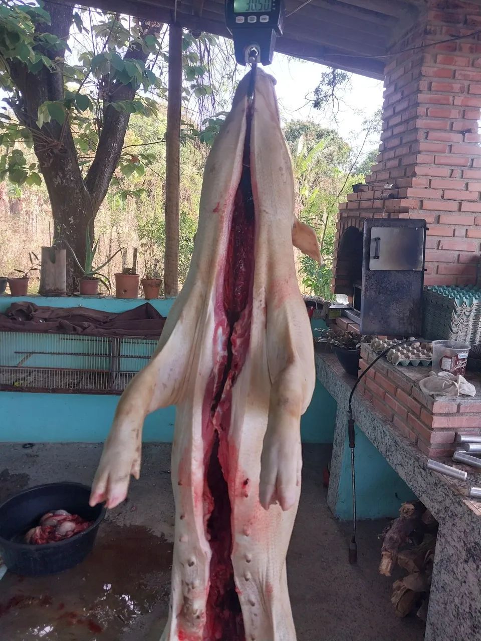 Porco caipira  - Foto 4