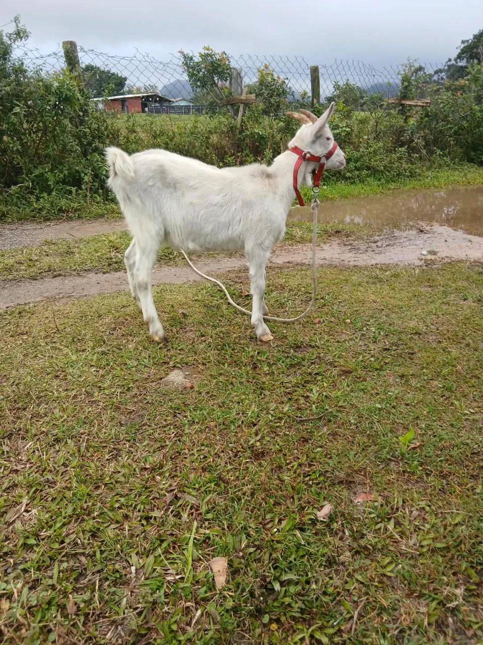Vendo cabra sany - Foto 3