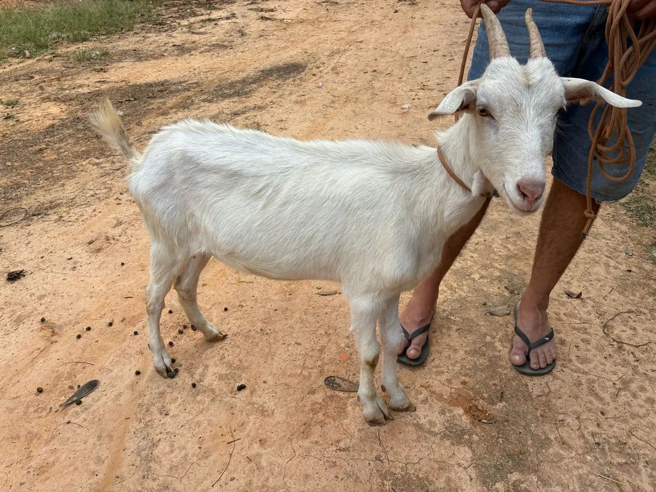Cabras - Foto 2
