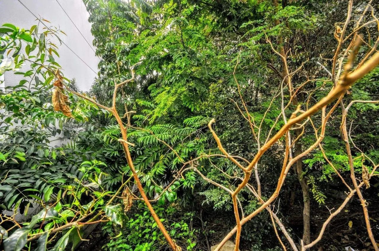 Terreno para aluguel em Vila Lemos, Campinas - SP | Cód 22771 - Foto 2