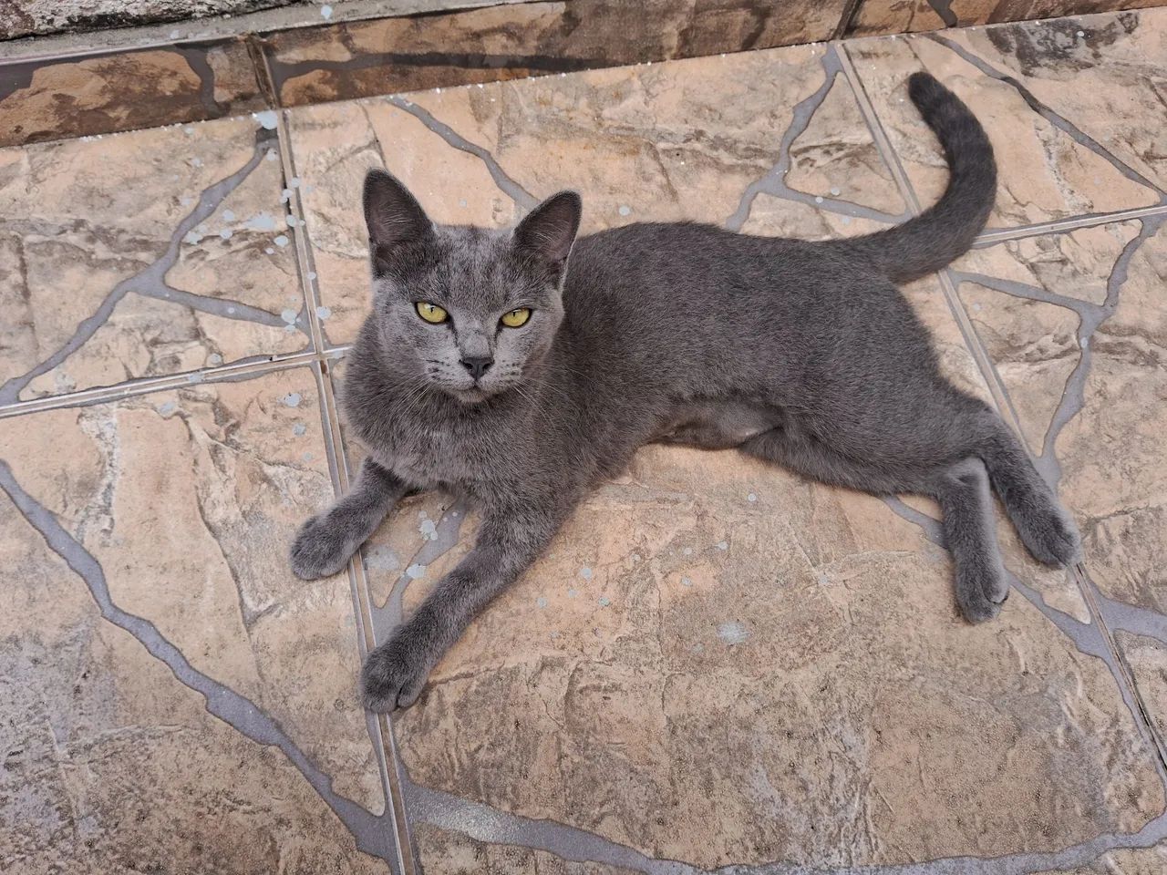 Doação de gatas e acessórios