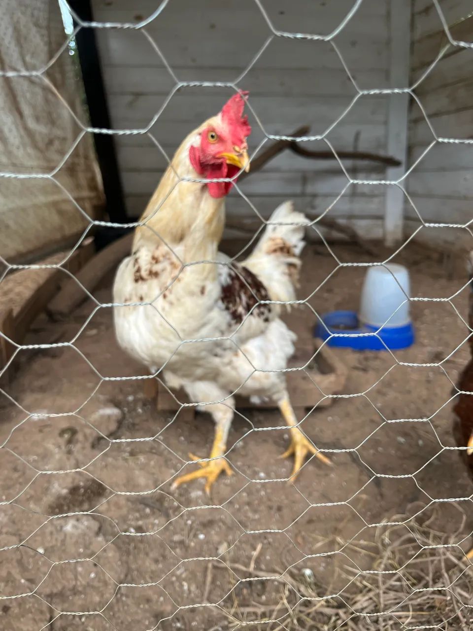 Vende se galinhas  - Foto 4