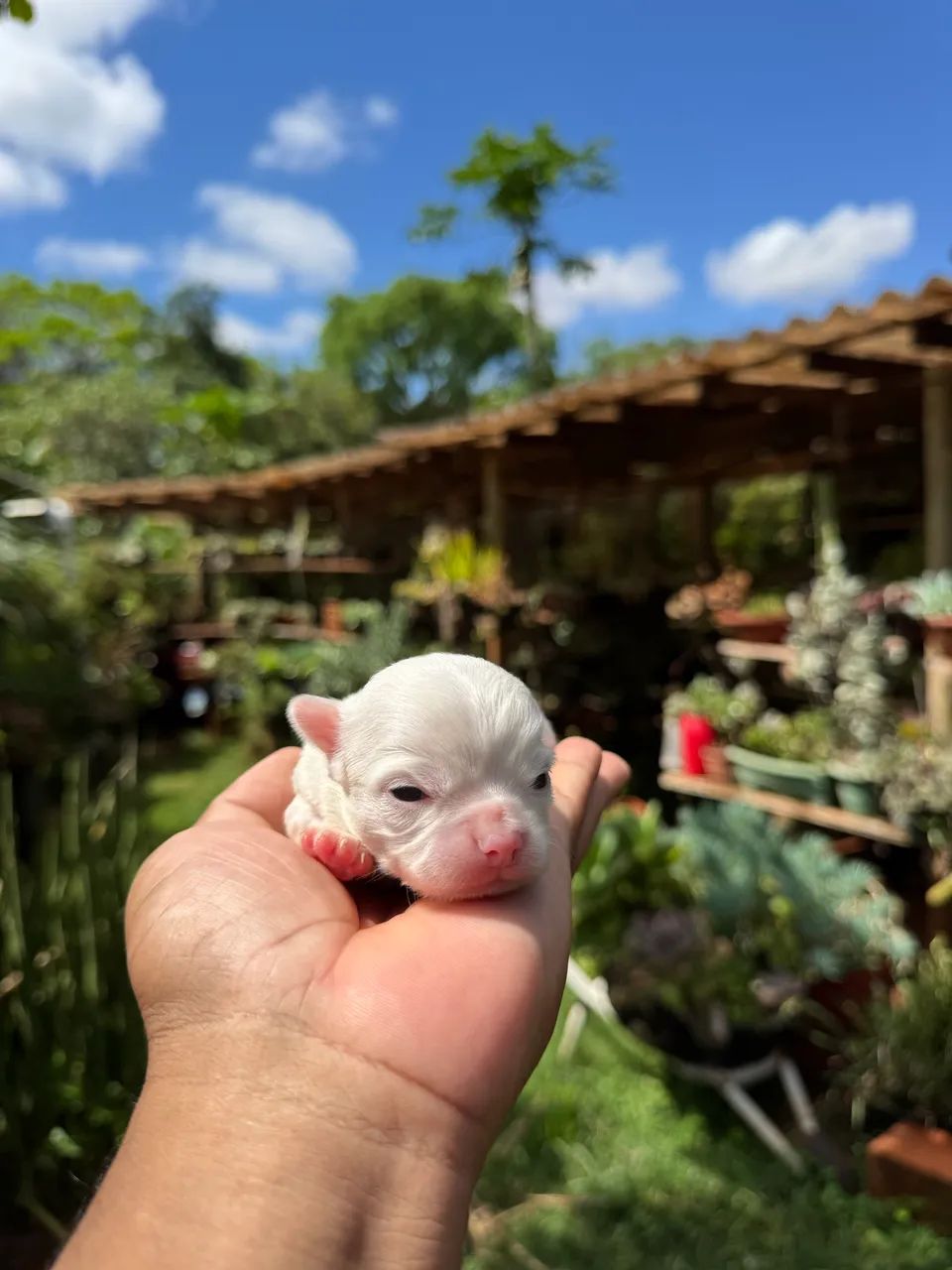 Chihuahua pelo longo  - Foto 4