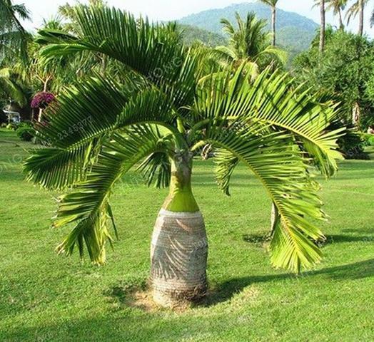 Resultado de imagem para palmeiras lindas