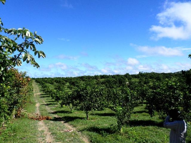 Fazenda na AM 010 km 110 2.100.000