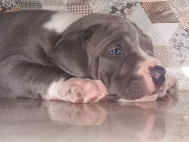 Filhotes de American Staffordshire Terrier - PRONTA ENTREGA - Foto 5