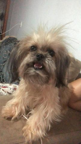 Vende filhote de Pinscher com Shih- tzu