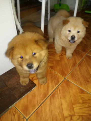 Vende-se Chow chow - Foto 2