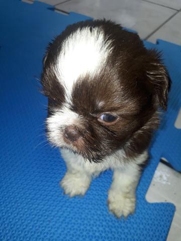Shih Tzu Macho - Foto 5