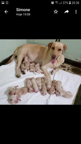 Filhotes de labrador - Foto 2