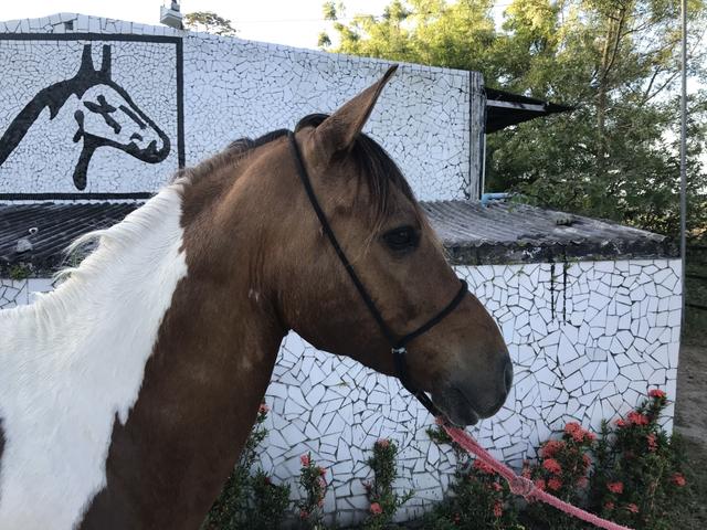 Cavalo pampa de marcha picada - Foto 2