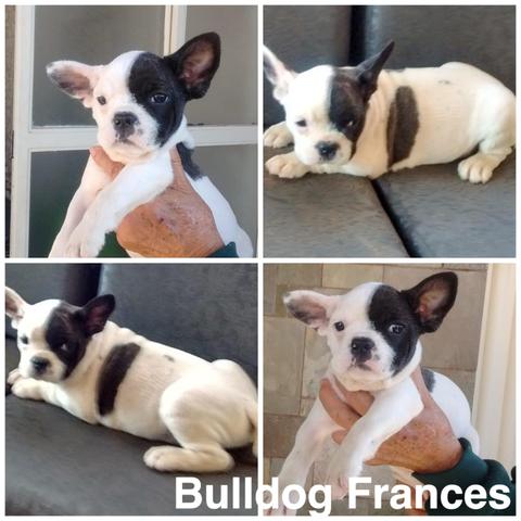 Bulldog Frances com pedigree e microchip
