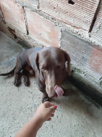 Troco salsicha por pisher - Foto 2