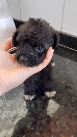 Black Friday Filhotes de Poodle n°2 Preto - Foto 2