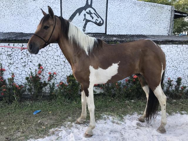 Cavalo pampa de marcha picada - Foto 3