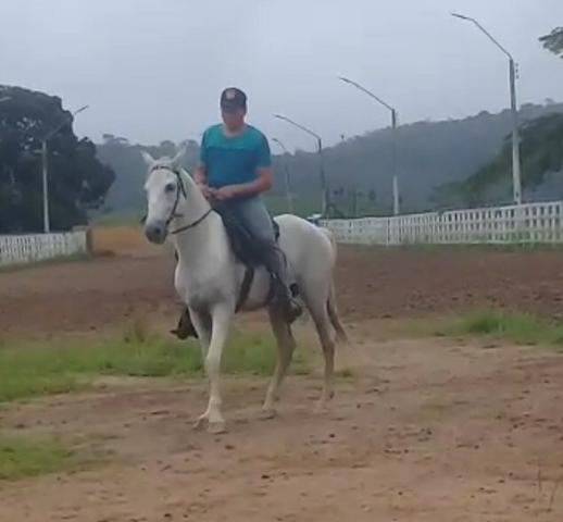 Cavalo