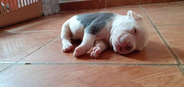 Filhotes de american bully - Foto 5