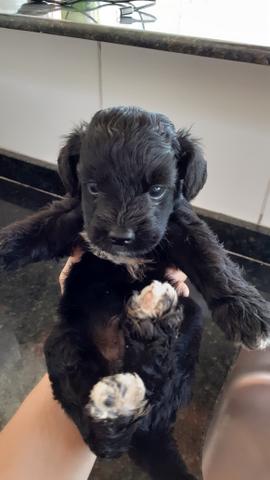 Black Friday Filhotes de Poodle n°2 Preto - Foto 6