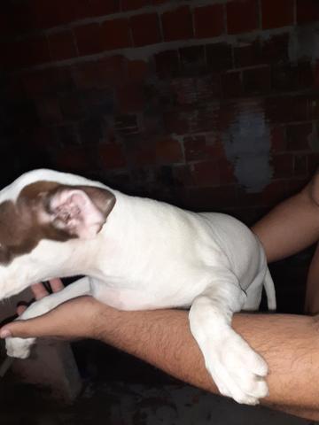 Vendo pitbull fêmea linhagem tradicional com Thompson