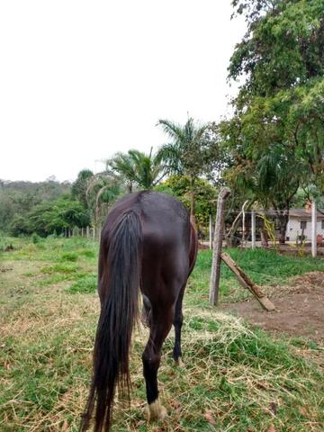 Vendo cavalo - Foto 4
