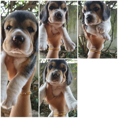 Beagle, linda ninhada