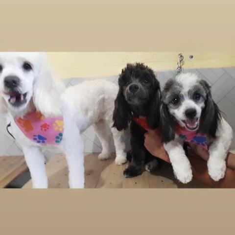 Hospedagem Pet - Foto 2