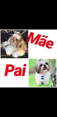 Filhote de Shih Tzu