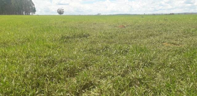 Vendo Chácara com 4 alqueires em Piracanjuba aceito proposta avista - Foto 10