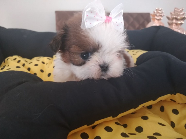 SHIH TZU - Foto 2