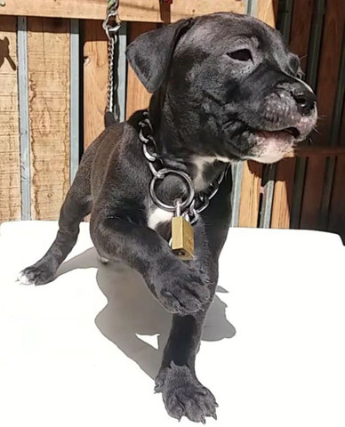 Pit Bull - Foto 5