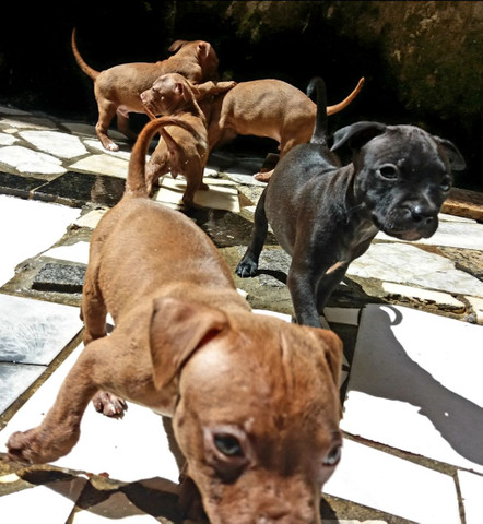 Pit Bull - Foto 3