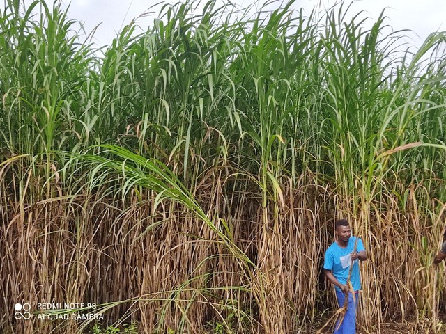 Mudas capim kurumi e capiaçu  - Foto 3